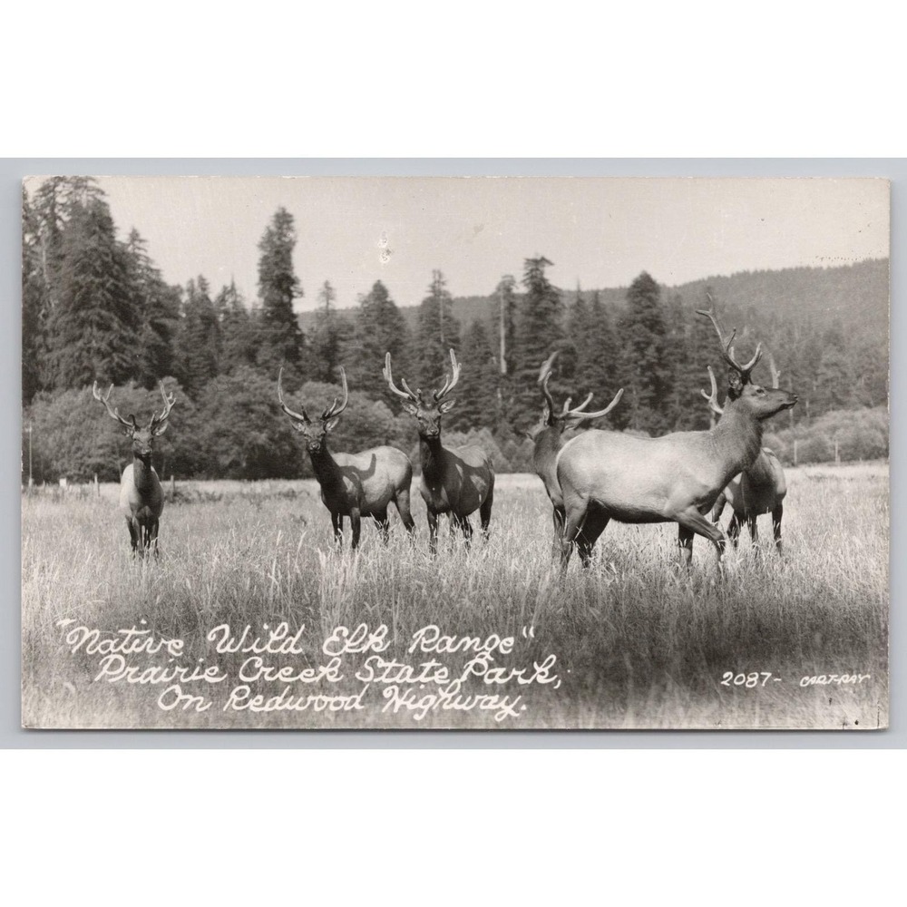 Vintage Orick CA Postcard Photo Prairie Creek St. Park Redwood Hwy Wild Elk RPPC